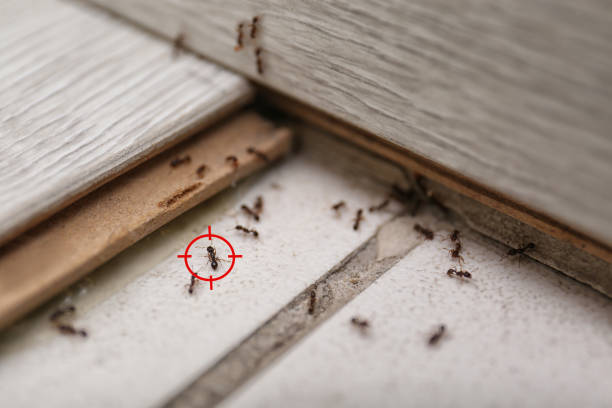 Best Wasp Removal Services  in San Rlos, CA