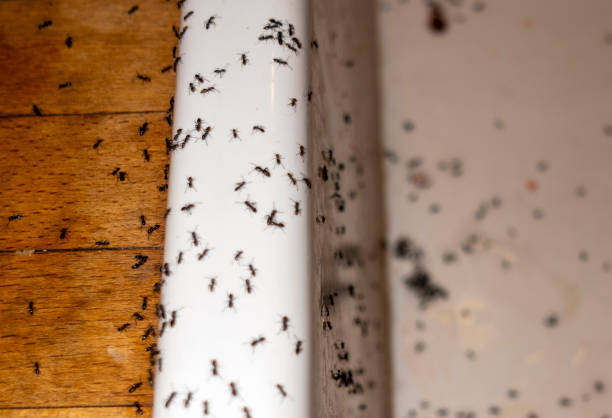 Best Affordable Pest Control Services  in San Rlos, CA